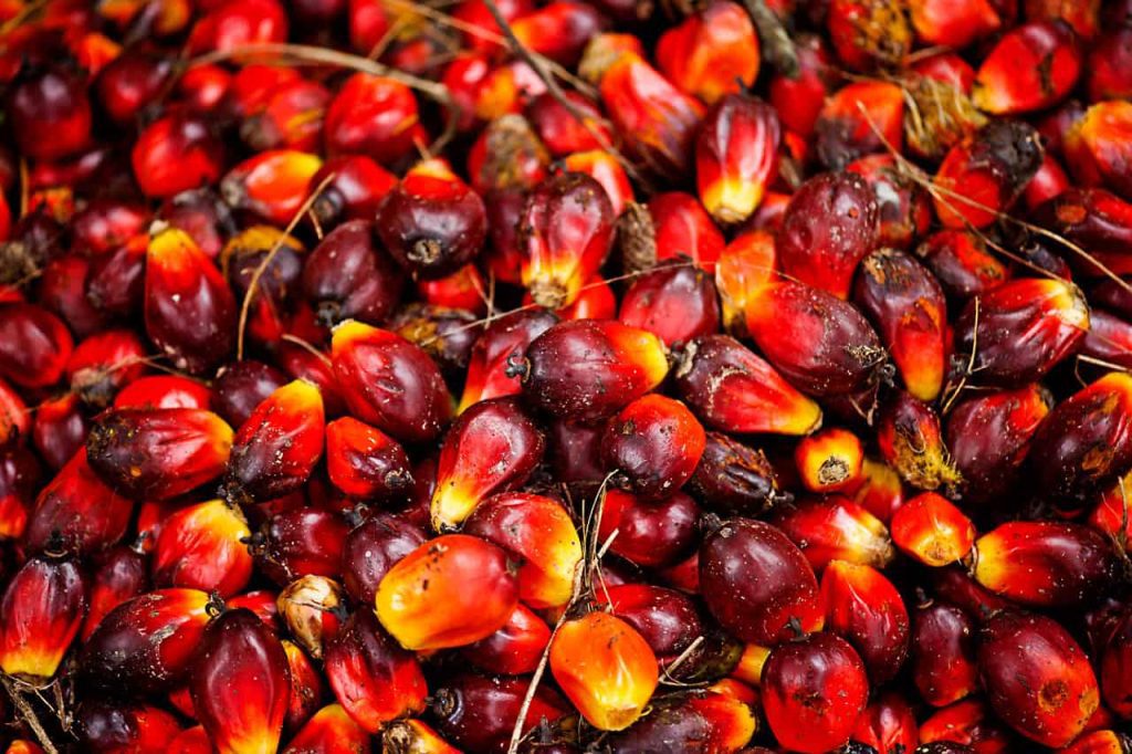 How to Start Palm Oil Business in Nigeria