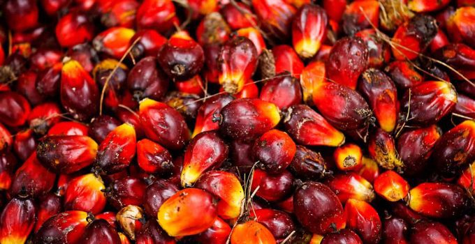How to Start Palm Oil Business in Nigeria