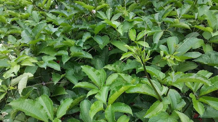 How To Start Ugu Farming Business in Nigeria